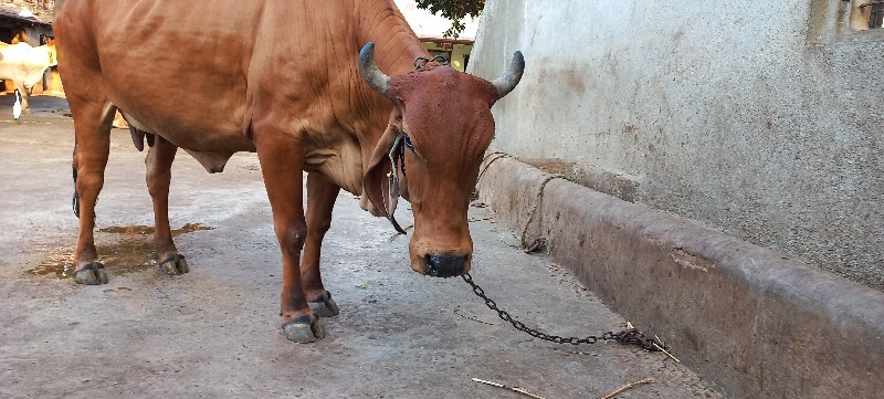 ગાય વેચવાની છે