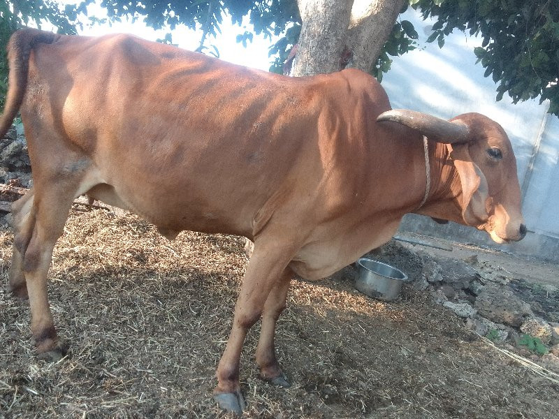 desi cow sell k...