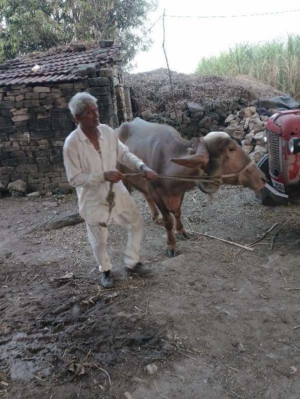 ભુરી ભેંસ વેચવા...