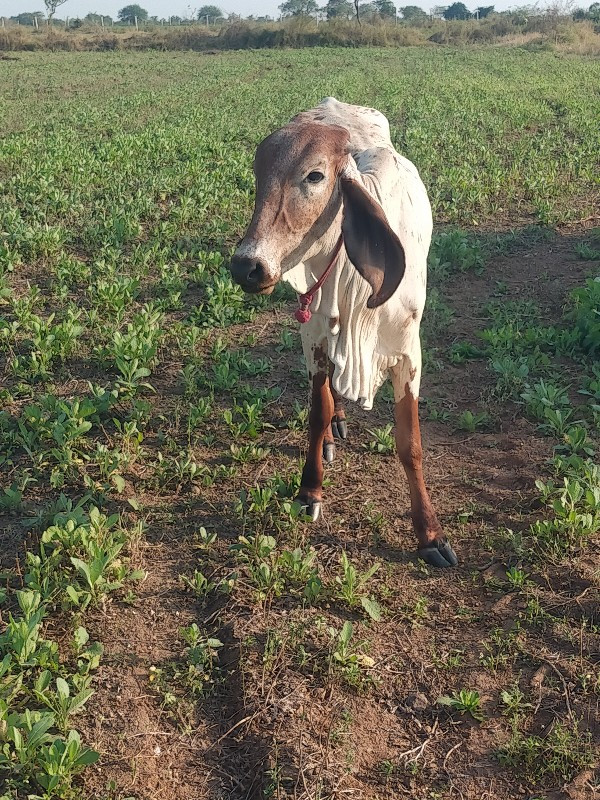 વાશડી