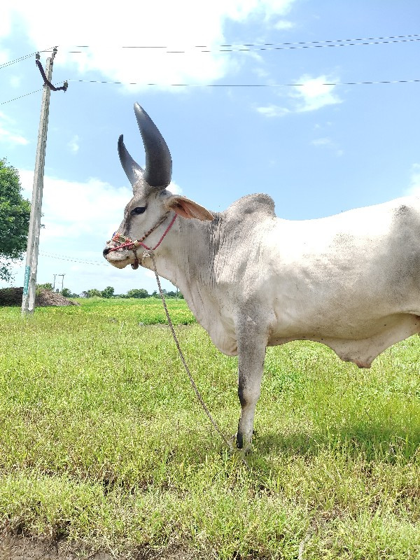 ગોઢલો વેચવાનો છ...