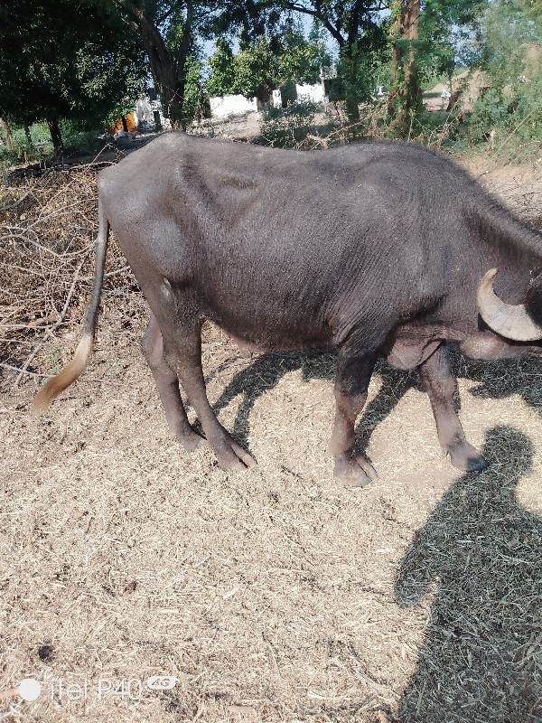 પાડો વેચવાનો છે