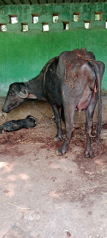 ખડેલી વેચવાની છ...