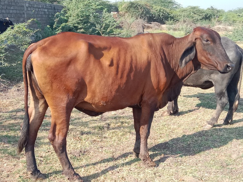 ગીર ક્રોસ ઓઙકી