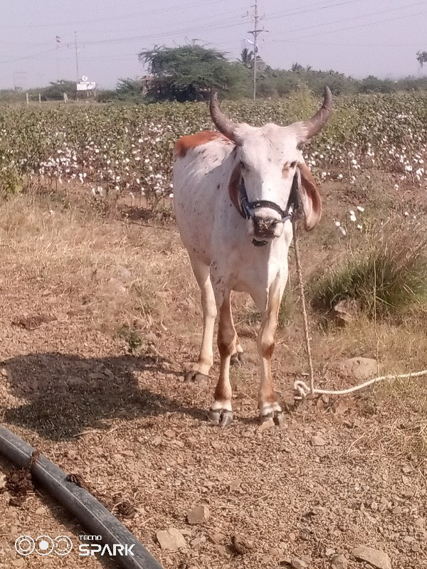 વેચવાનુછે