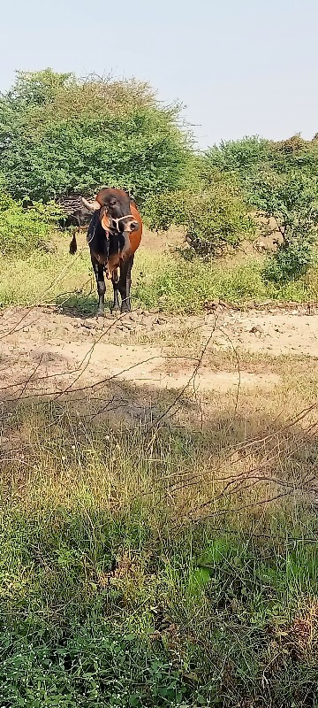 ખૂટ દેવાનોછે