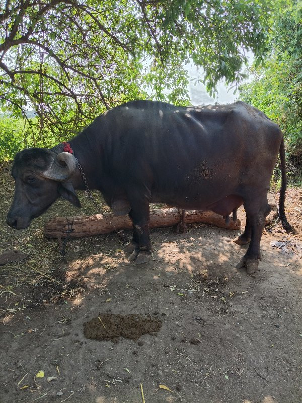 bhains vaishvan...