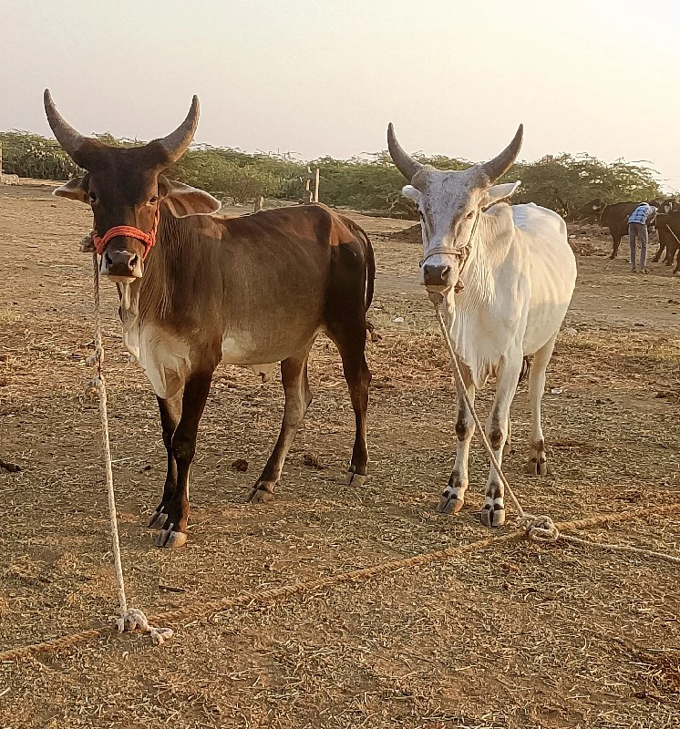 Dwarka Jila Kha...