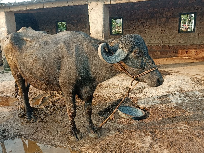 ભેંસ વેચવાની છે