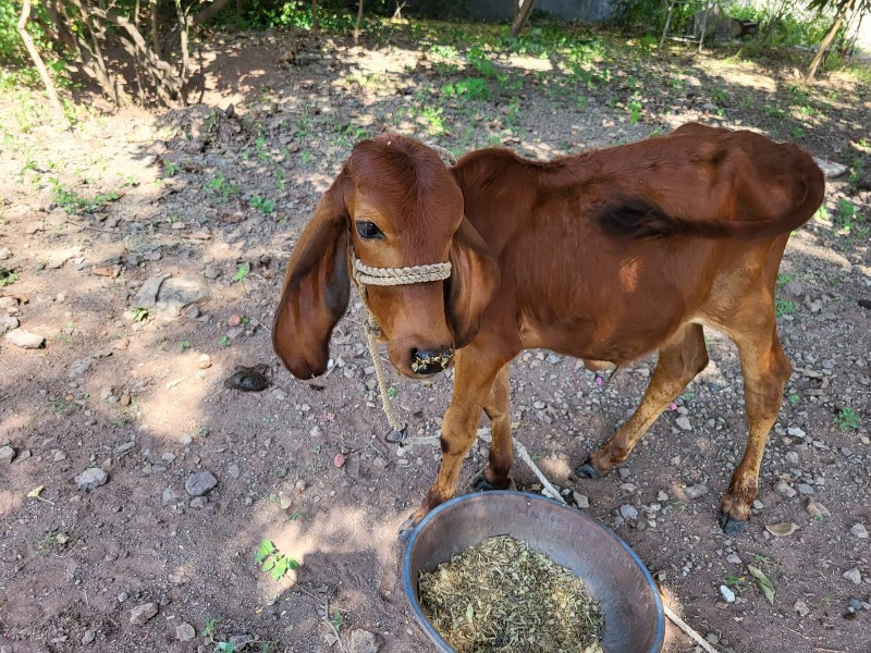 ગિર ગાય દેવાની...