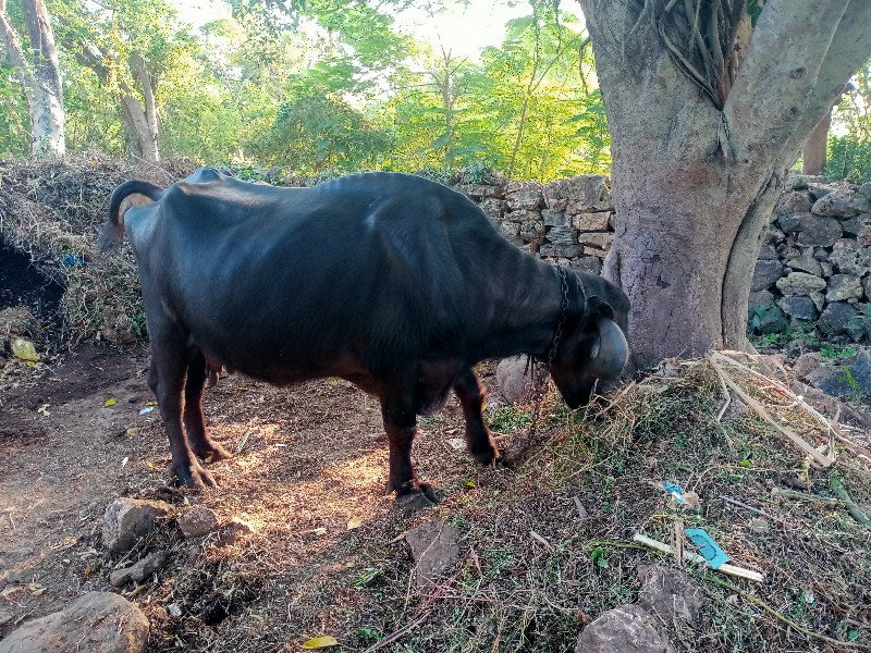 ભેંસ વેચવાની છે