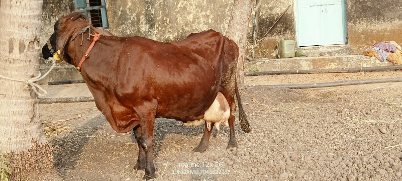 એસબ  ગાય વેચવાન...