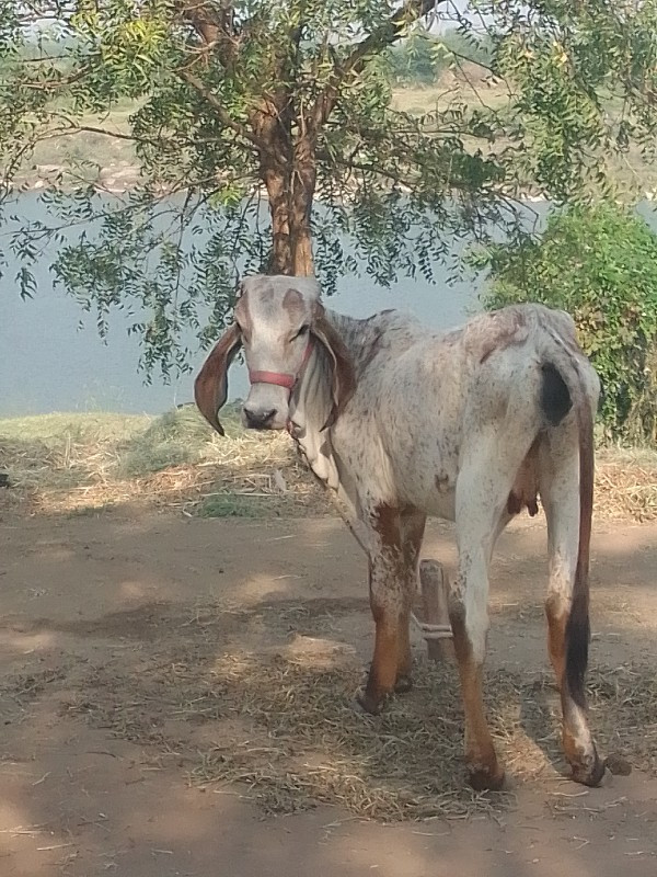 વાછડી