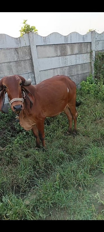 ગીરગાય