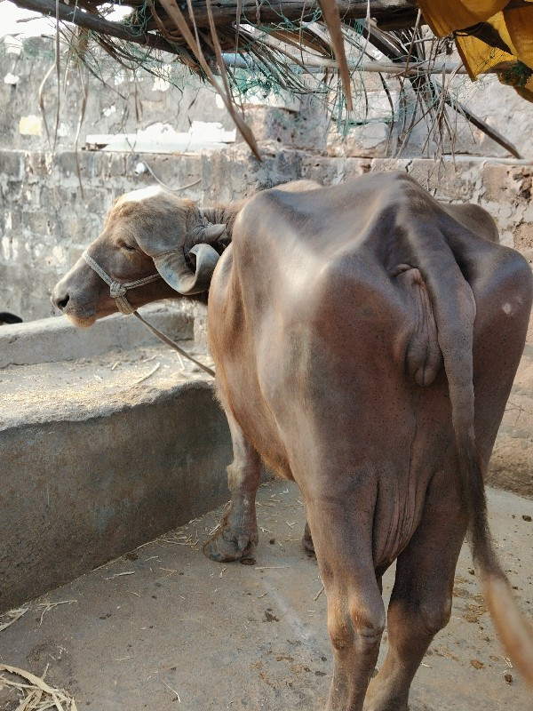 આ ભેંસ વેચવાની...