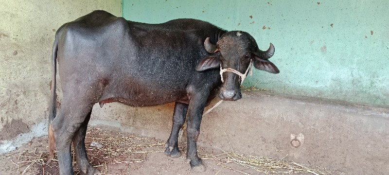 પેલુ વેતર ખડેલી