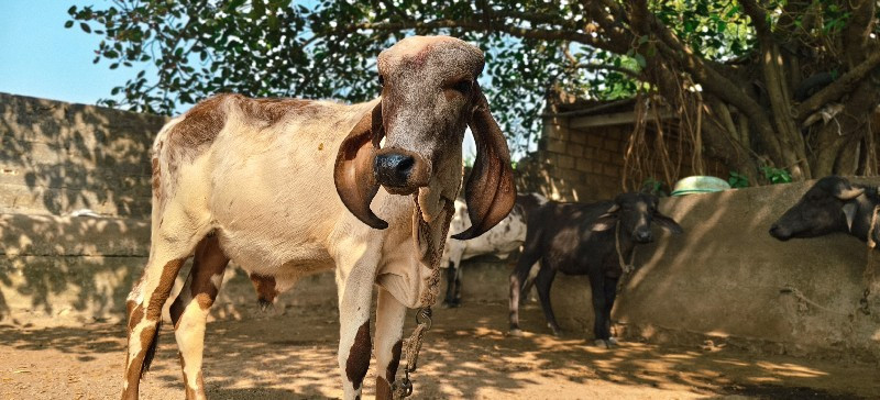 નંદી વહેંચવાની...