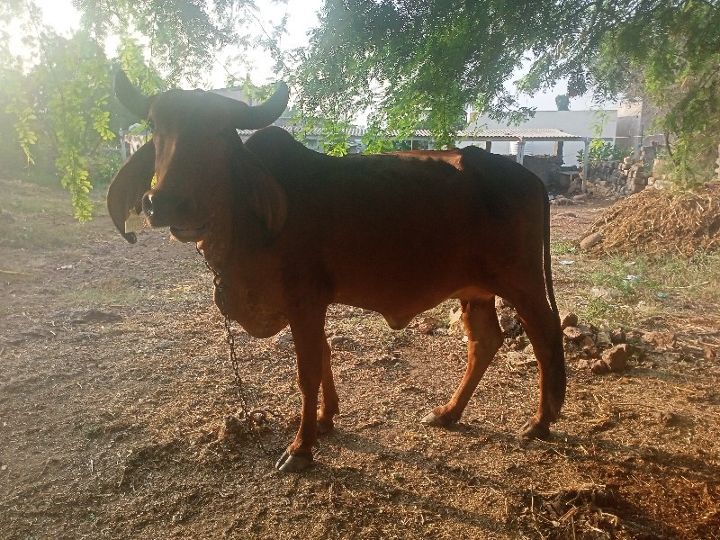 ગાય.પેલુ.વેતર