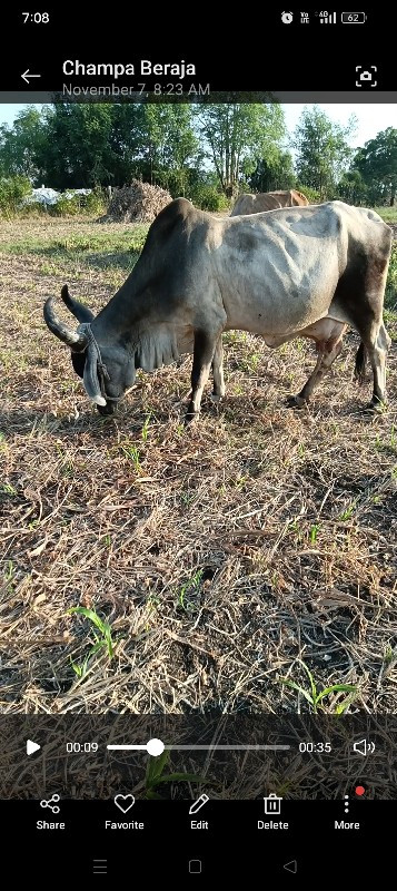 ગાય વેચવાની છે