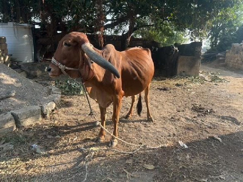 ગીર ગાય વેચવા ન...