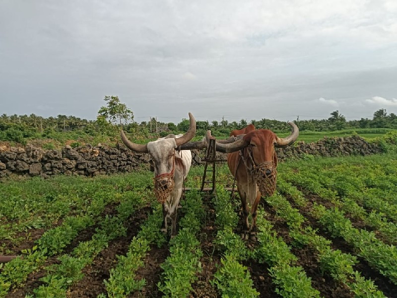 બળદ વેચવાના છે