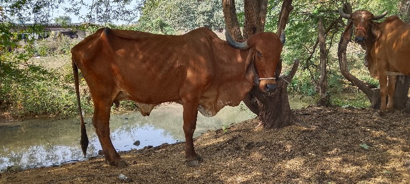 ગાય વેચવાની છે...