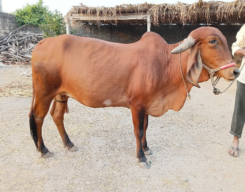 ગીર હોડકી વેચવા...