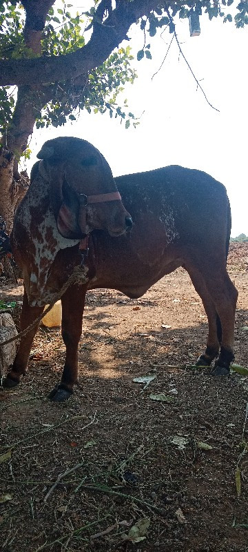 હોળકી વેચવાની છ...