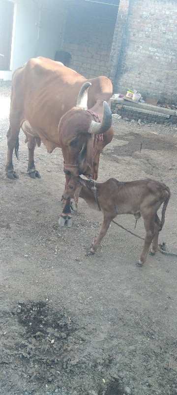 ફુલ જવાબદારી