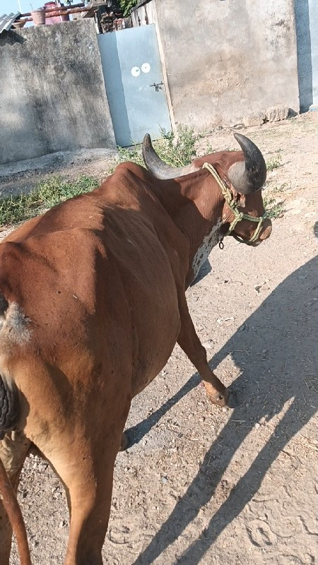 ગાય વેચવાની છે