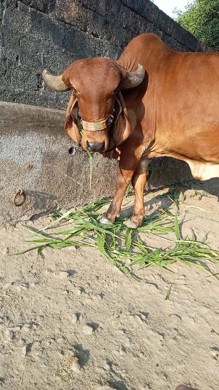 પેલુ વેતર  હોડક...