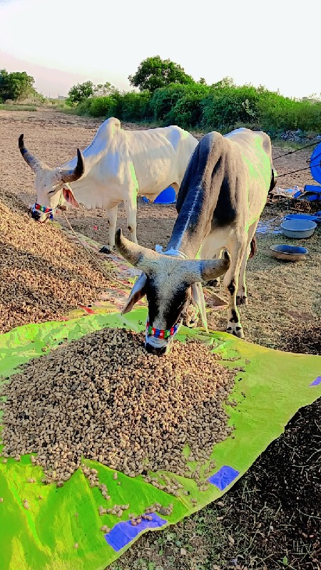 ગોઢલા વેચવા ના...