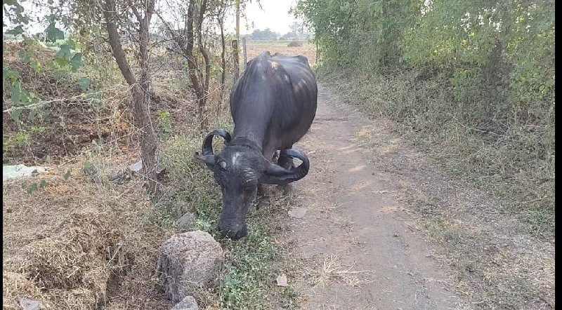 ભેંશ વેચવા ની છ...