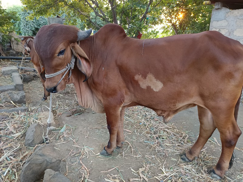 વાછડો વેચવાનો છ...