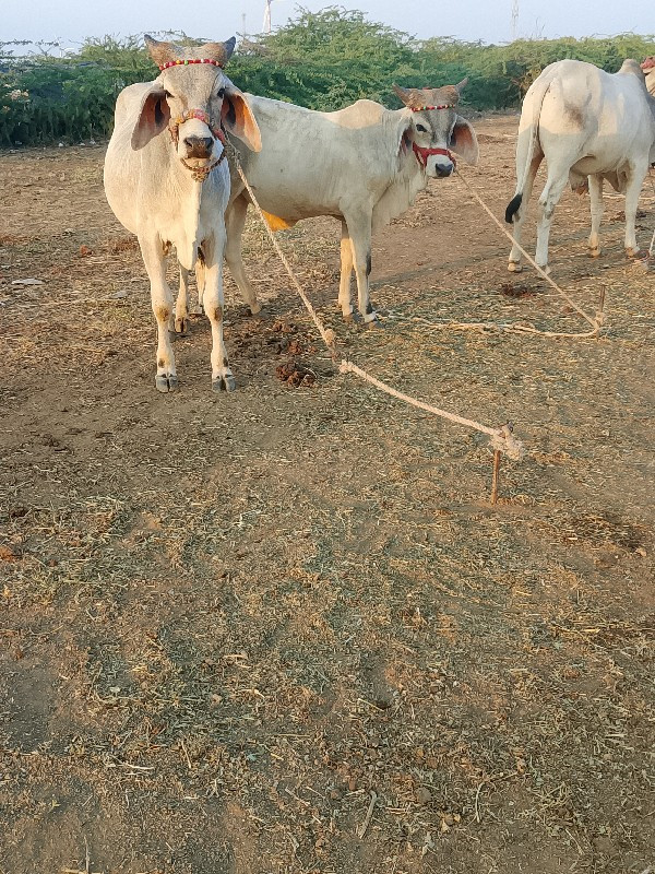 devbhumi Dwarka...