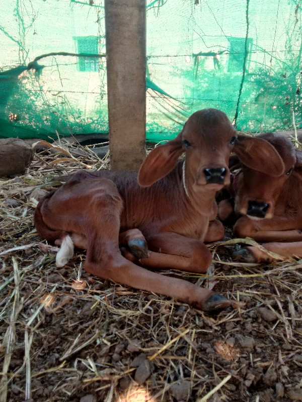 ગાય વેચવાની છે