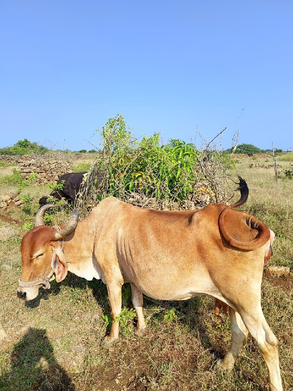 દેસી ગાય