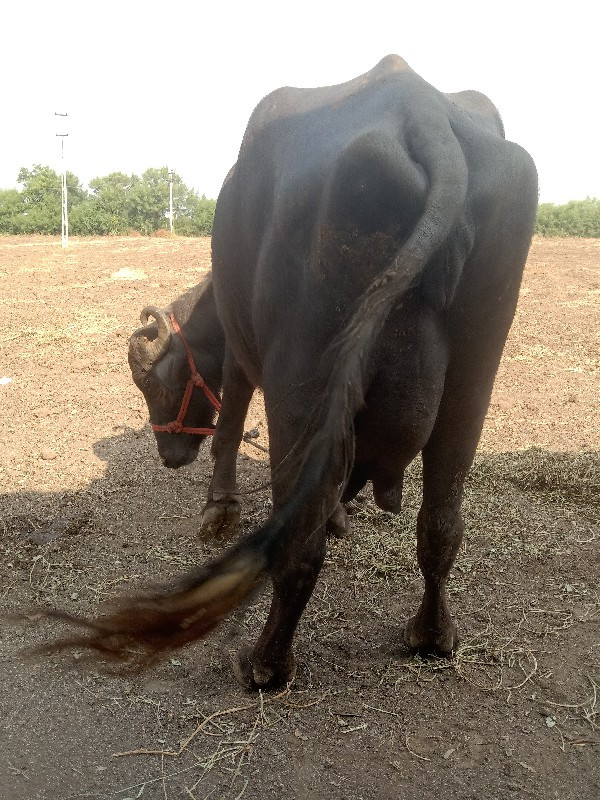 આ ભેશ વેચવાનીછે