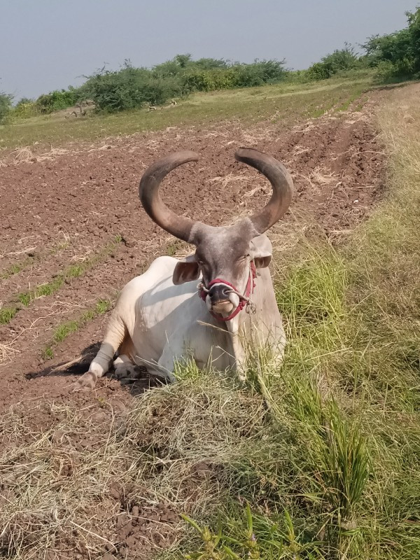 બળદ વેચવાના છે