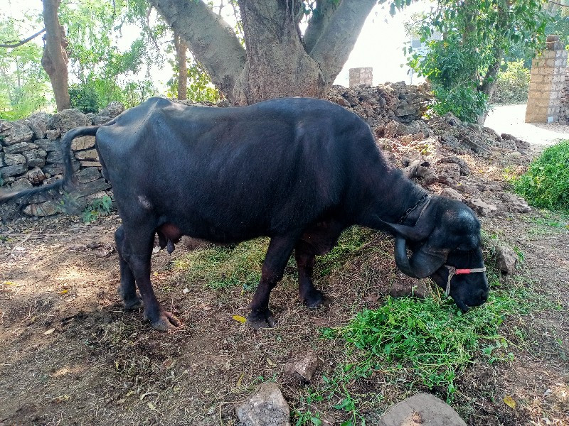 ભેંસ વેચવાની છે