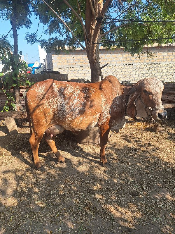 ગીર ગાય