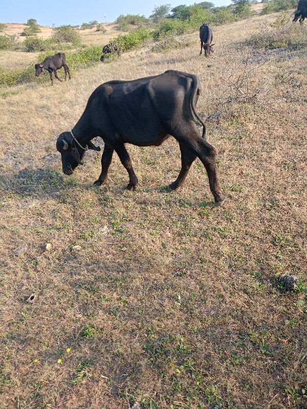 ખળેલી વેચવાની છ...