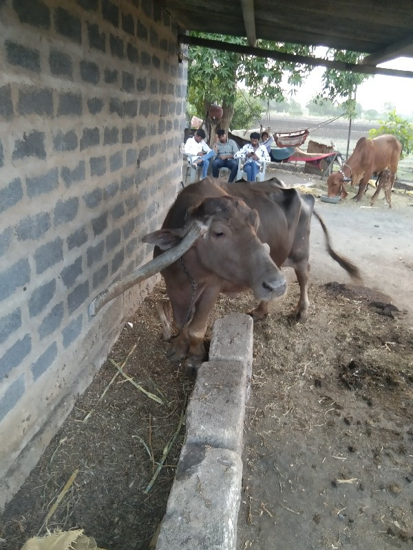 ભેંશ વેચવાની છે