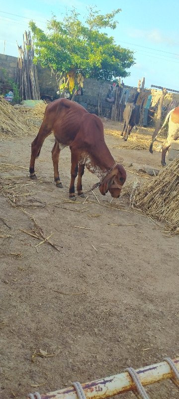 વાસડી વેસવાની છ...