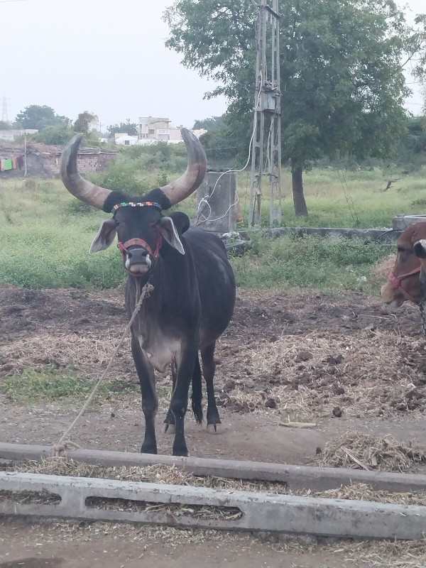 બળદ વેચવાનો છે