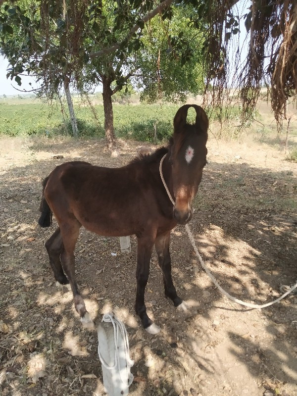 વછેરો દેવાનો છે...