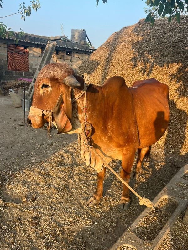 ગીર ગાય વેચવાની...