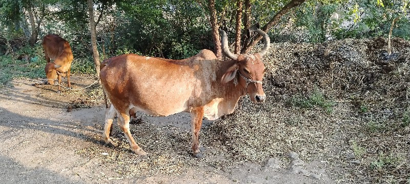 ગાય વેચવાની 3 વ...