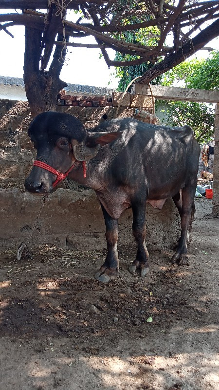 પાડો વેચવાની છે