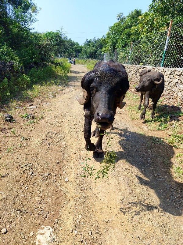 પાડૉ